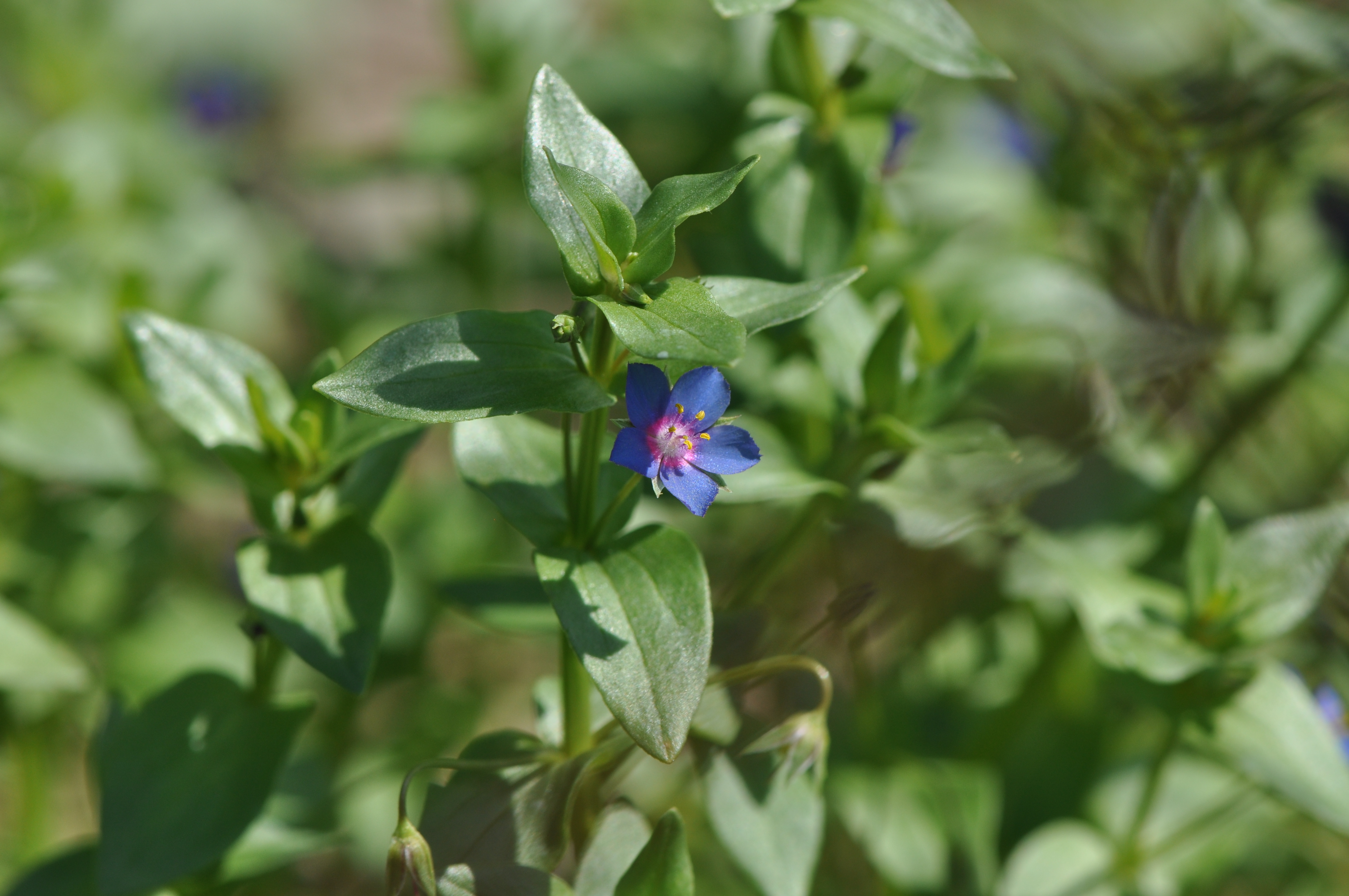 Anagallis arvensis L.